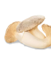 Trompette royale