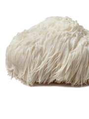 Crinière de lion